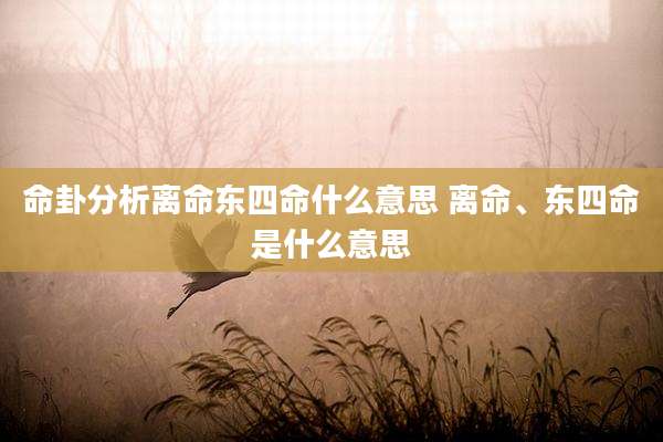 命卦分析离命东四命什么意思 离命、东四命是什么意思