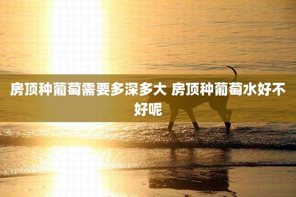 房顶种葡萄需要多深多大 房顶种葡萄水好不好呢