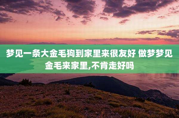梦见一条大金毛狗到家里来很友好 做梦梦见金毛来家里,不肯走好吗