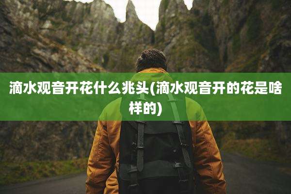 滴水观音开花什么兆头(滴水观音开的花是啥样的)