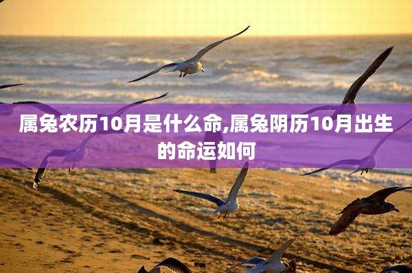 属兔农历10月是什么命,属兔阴历10月出生的命运如何
