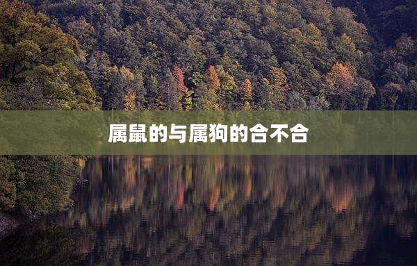 属鼠的与属狗的合不合