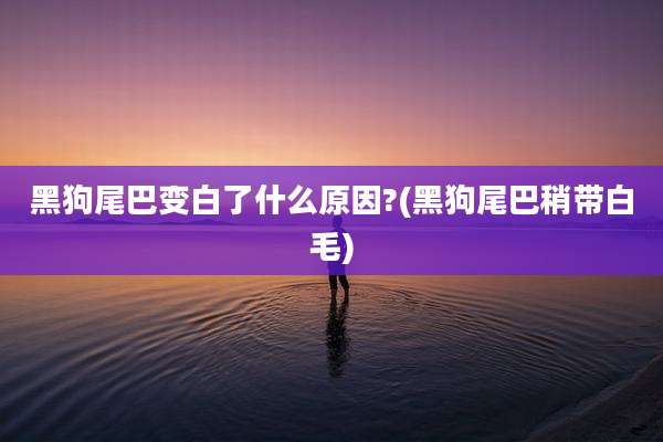 黑狗尾巴变白了什么原因?(黑狗尾巴稍带白毛)
