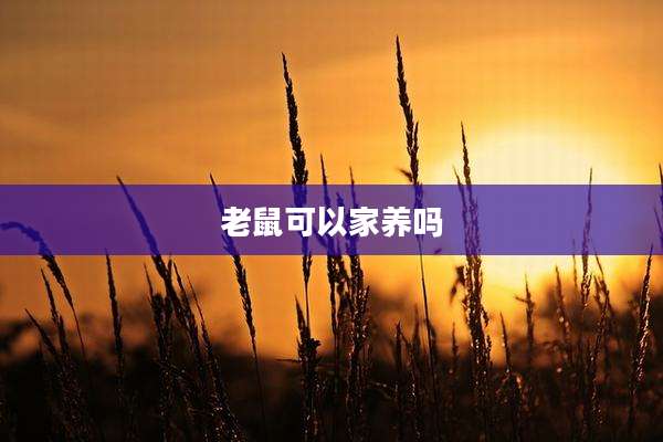 老鼠可以家养吗
