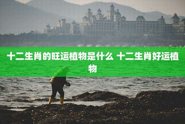 十二生肖的旺运植物是什么 十二生肖好运植物