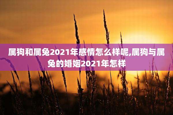 属狗和属兔2021年感情怎么样呢,属狗与属兔的婚姻2021年怎样