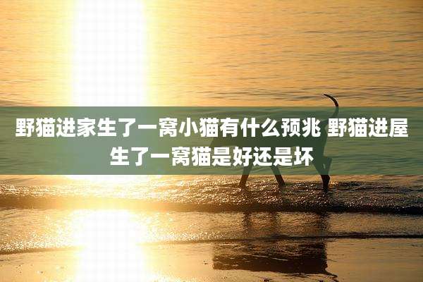 野猫进家生了一窝小猫有什么预兆 野猫进屋生了一窝猫是好还是坏