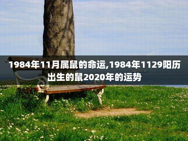 1984年11月属鼠的命运,1984年1129阳历出生的鼠2020年的运势