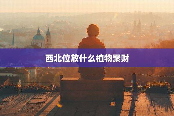 西北位放什么植物聚财