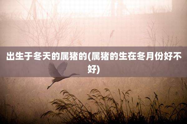 出生于冬天的属猪的(属猪的生在冬月份好不好)