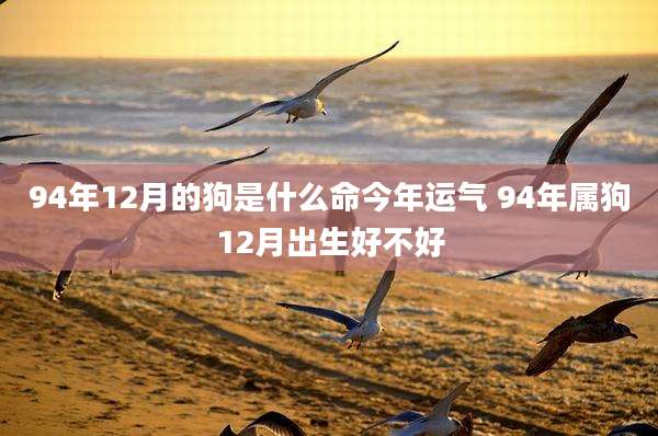 94年12月的狗是什么命今年运气 94年属狗12月出生好不好