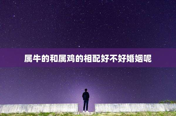 属牛的和属鸡的相配好不好婚姻呢