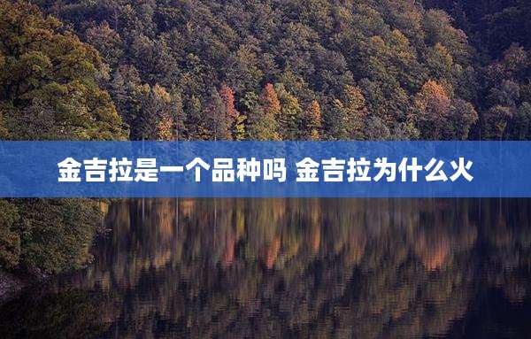 金吉拉是一个品种吗 金吉拉为什么火
