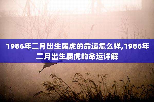 1986年二月出生属虎的命运怎么样,1986年二月出生属虎的命运详解