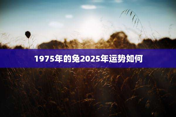 1975年的兔2025年运势如何