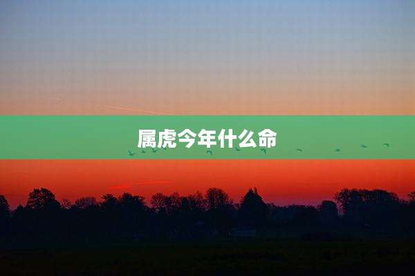 属虎今年什么命