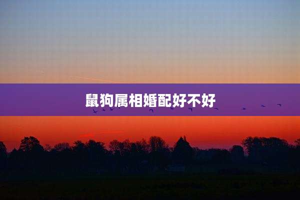 鼠狗属相婚配好不好