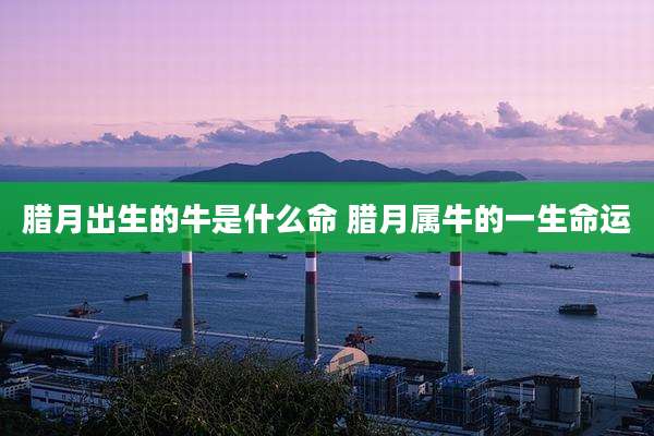 腊月出生的牛是什么命 腊月属牛的一生命运