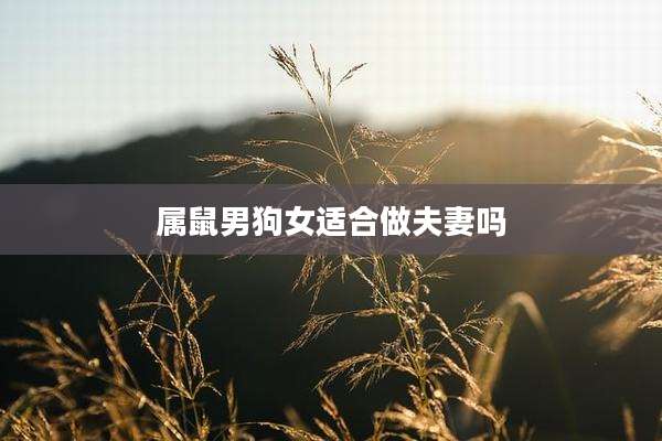 属鼠男狗女适合做夫妻吗