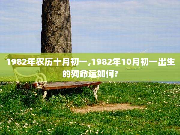 1982年农历十月初一,1982年10月初一出生的狗命运如何?