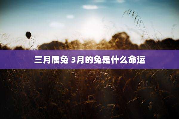 三月属兔 3月的兔是什么命运