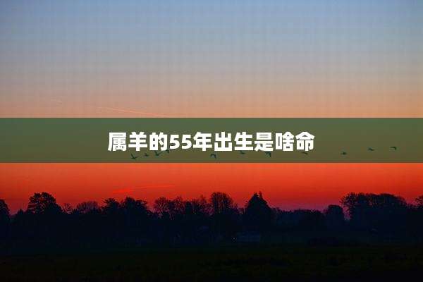 属羊的55年出生是啥命