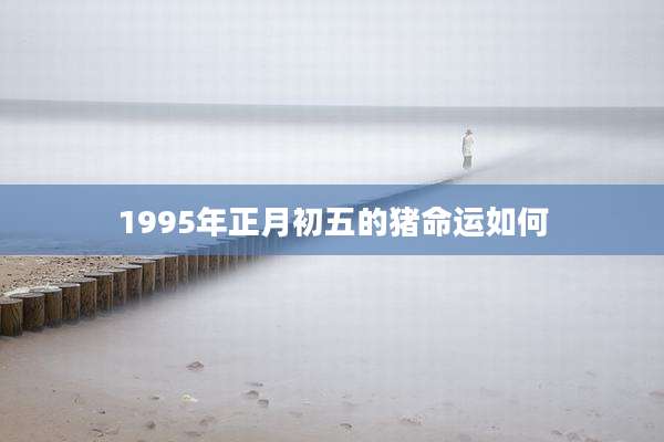 1995年正月初五的猪命运如何