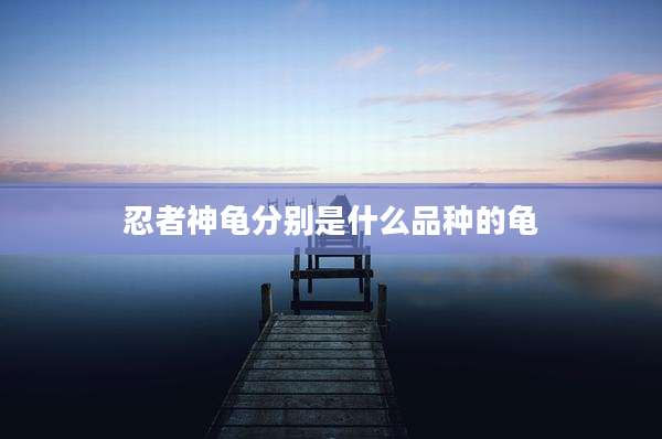 忍者神龟分别是什么品种的龟