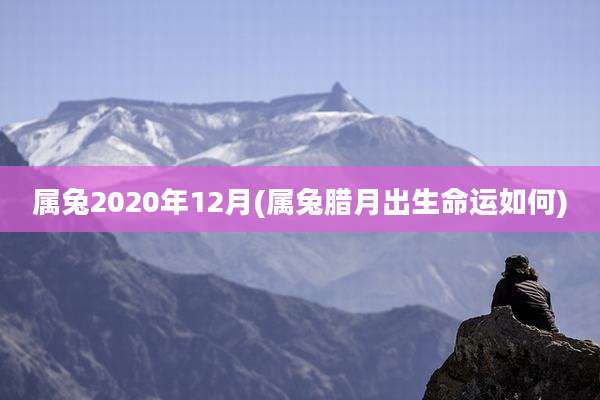 属兔2020年12月(属兔腊月出生命运如何)