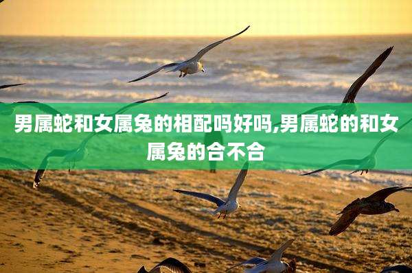 男属蛇和女属兔的相配吗好吗,男属蛇的和女属兔的合不合