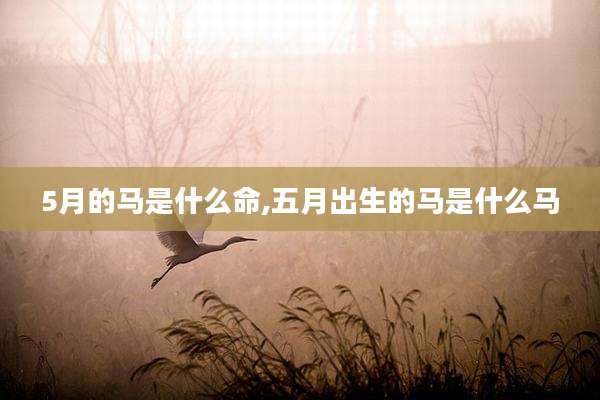 5月的马是什么命,五月出生的马是什么马