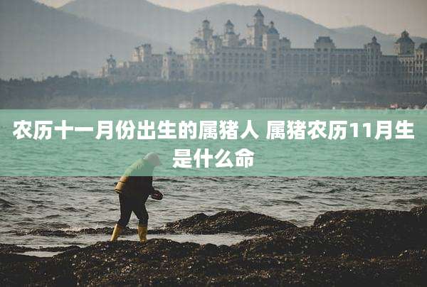 农历十一月份出生的属猪人 属猪农历11月生是什么命