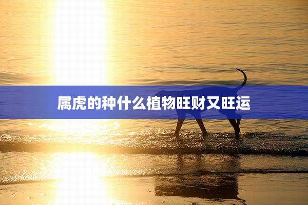 属虎的种什么植物旺财又旺运