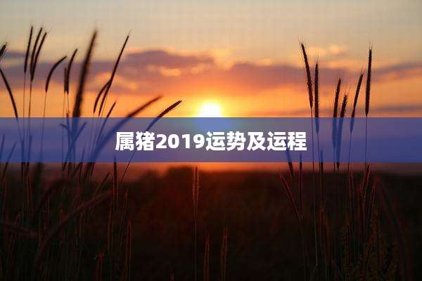 属猪2019运势及运程