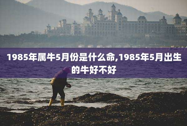 1985年属牛5月份是什么命,1985年5月出生的牛好不好