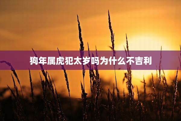 狗年属虎犯太岁吗为什么不吉利