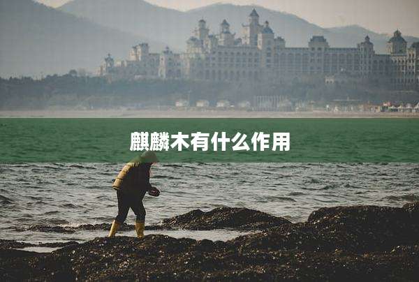 麒麟木有什么作用