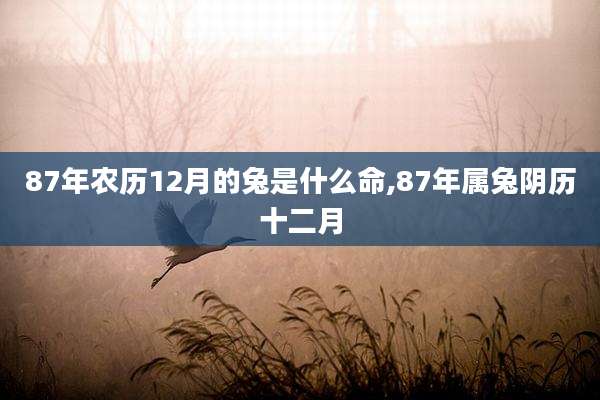 87年农历12月的兔是什么命,87年属兔阴历十二月