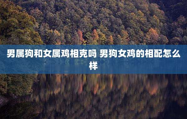 男属狗和女属鸡相克吗 男狗女鸡的相配怎么样