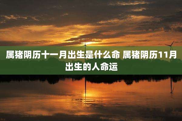 属猪阴历十一月出生是什么命 属猪阴历11月出生的人命运