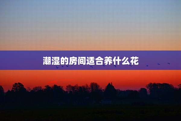 潮湿的房间适合养什么花