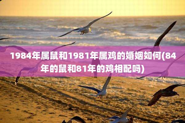 1984年属鼠和1981年属鸡的婚姻如何(84年的鼠和81年的鸡相配吗)