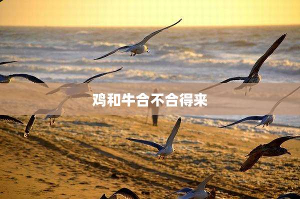 鸡和牛合不合得来