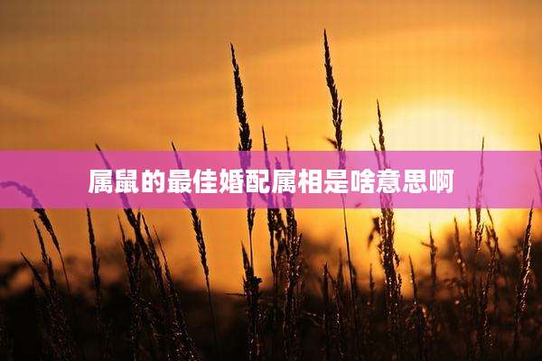 属鼠的最佳婚配属相是啥意思啊