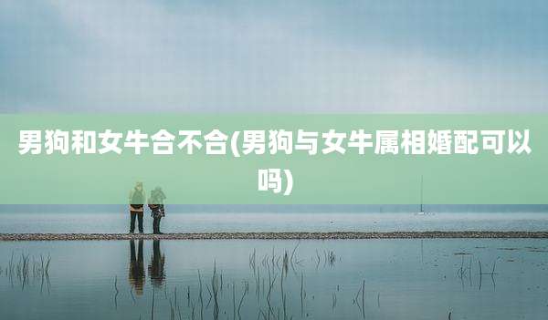 男狗和女牛合不合(男狗与女牛属相婚配可以吗)