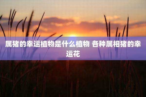 属猪的幸运植物是什么植物 各种属相猪的幸运花