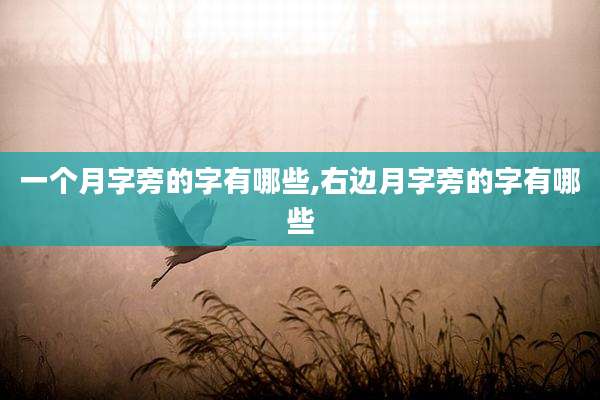 一个月字旁的字有哪些,右边月字旁的字有哪些