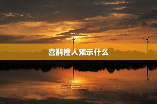 喜鹊撞人预示什么