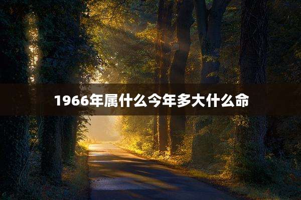 1966年属什么今年多大什么命