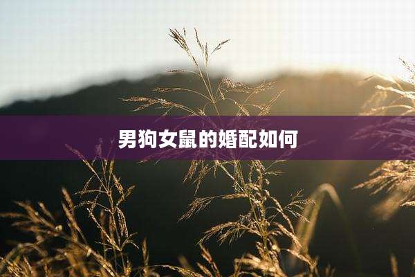 男狗女鼠的婚配如何